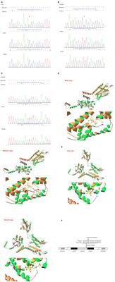 Clinical Feature, Treatment, and KCNH5 Mutations in Epilepsy